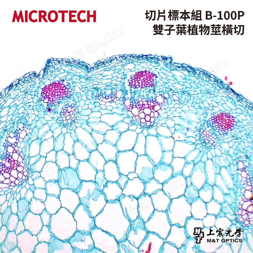 MICROTECH 100 pieces-biological biopsy specimen set-with storage box