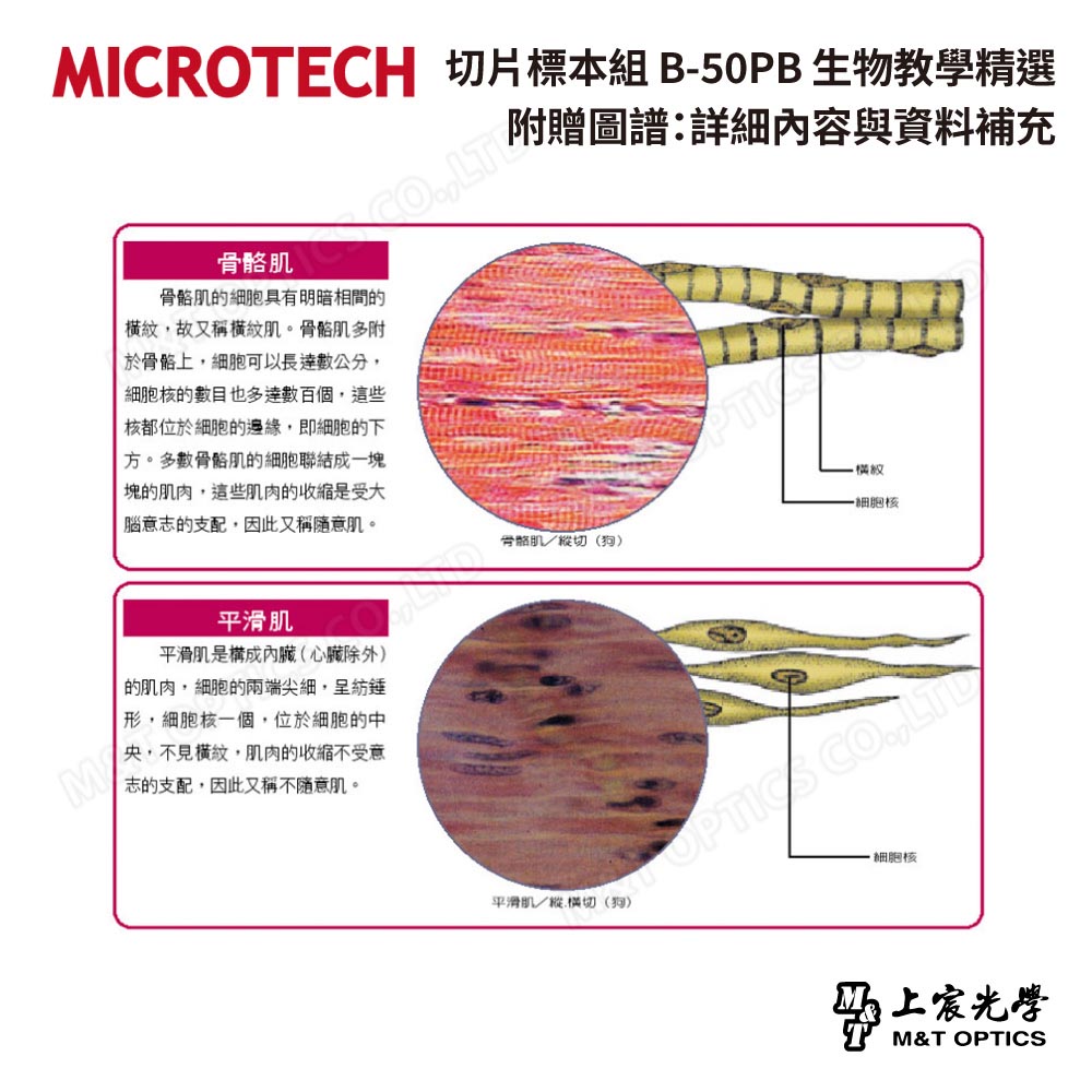 切片標本組 B-50PB 生物教學精選50片裝(中英對照-繁體中文)