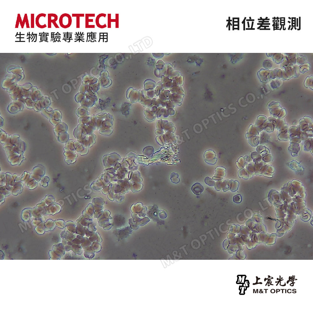 MICROTECH MX600-CT-PHP+U8 phase contrast trinocular biological microscope - original factory warranty for one year