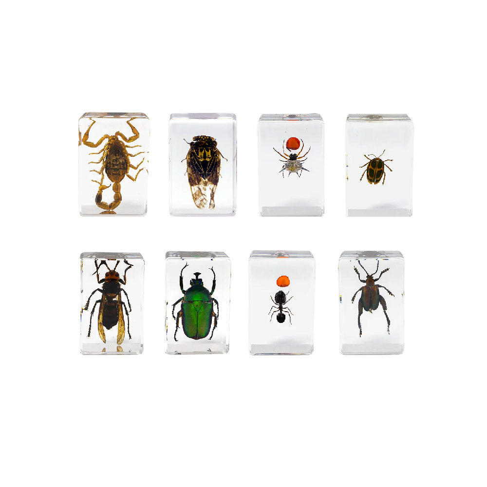 CELESTRON Real 3D Insect Kit Specimens-Shangchen Optical Taiwan General Agent