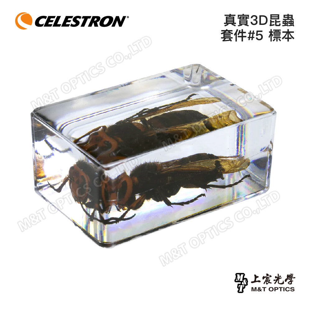 CELESTRON Real 3D Insect Kit Specimens-Shangchen Optical Taiwan General Agent