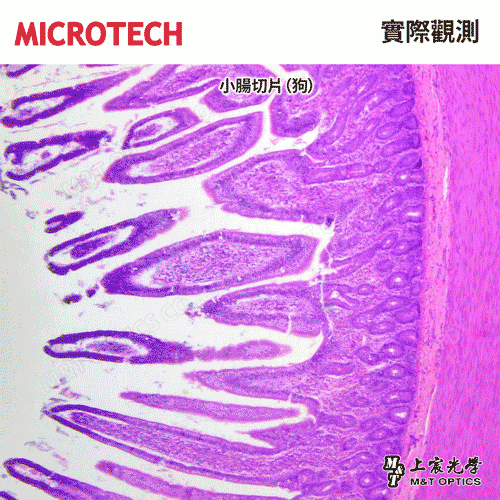 切片標本組 B-50PB 生物教學精選50片裝(中英對照-繁體中文)
