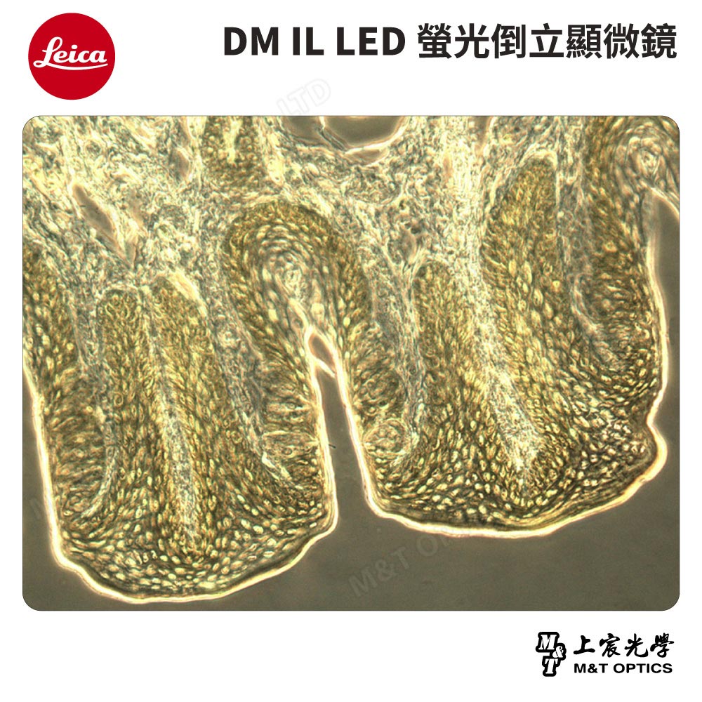 LEICA DM IL LED 螢光倒立顯微鏡