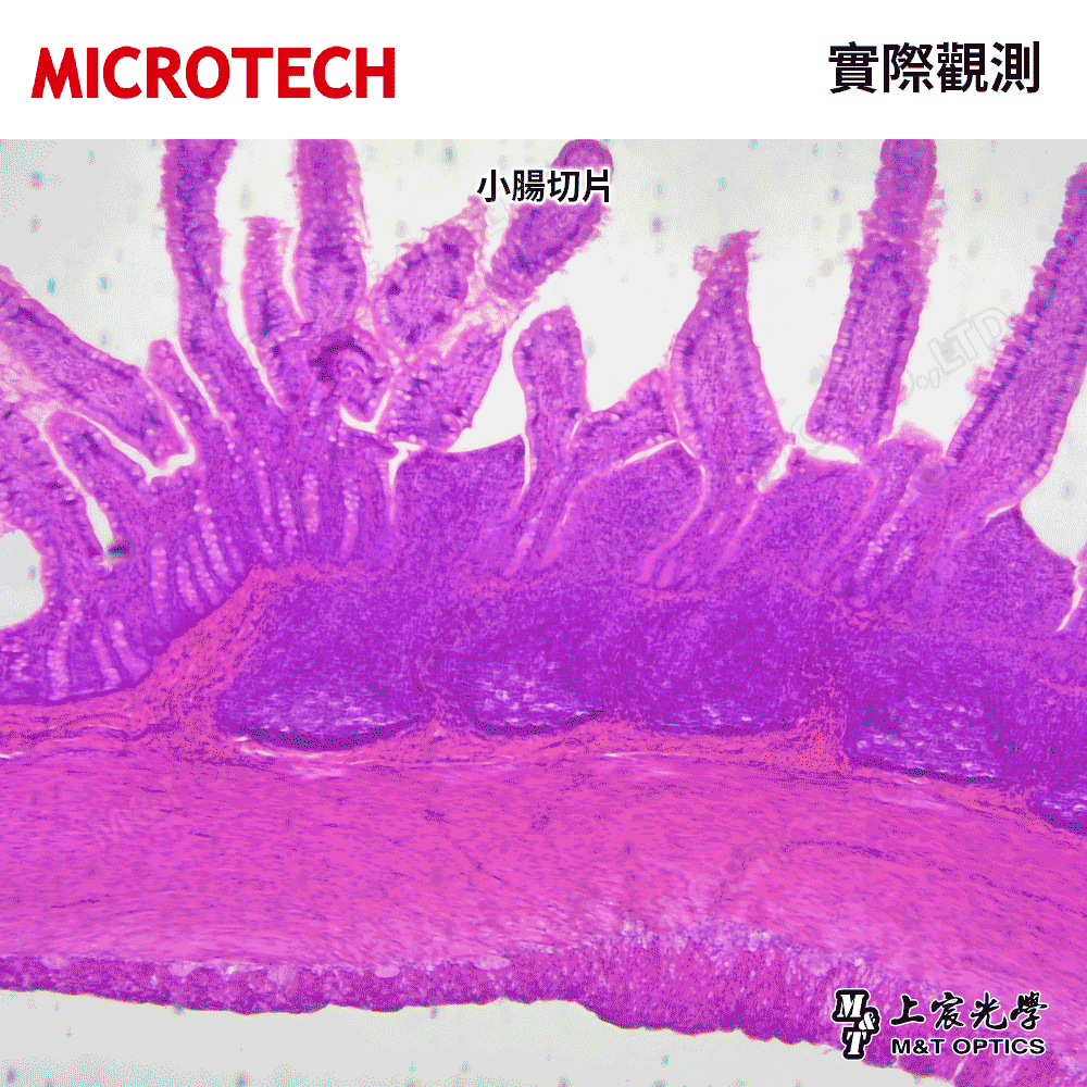 切片標本組 B-25P 生物學25片裝(含收納盒-繁體中文)