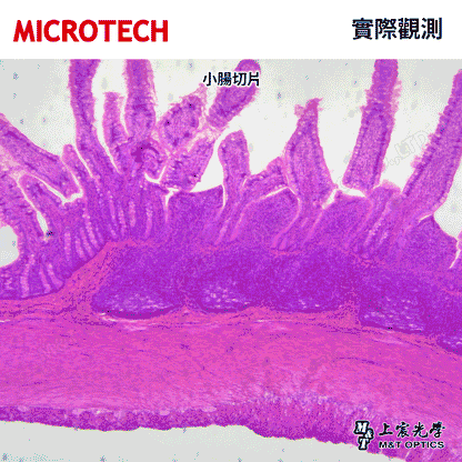 切片標本組 B-25P 生物學25片裝(含收納盒-繁體中文)