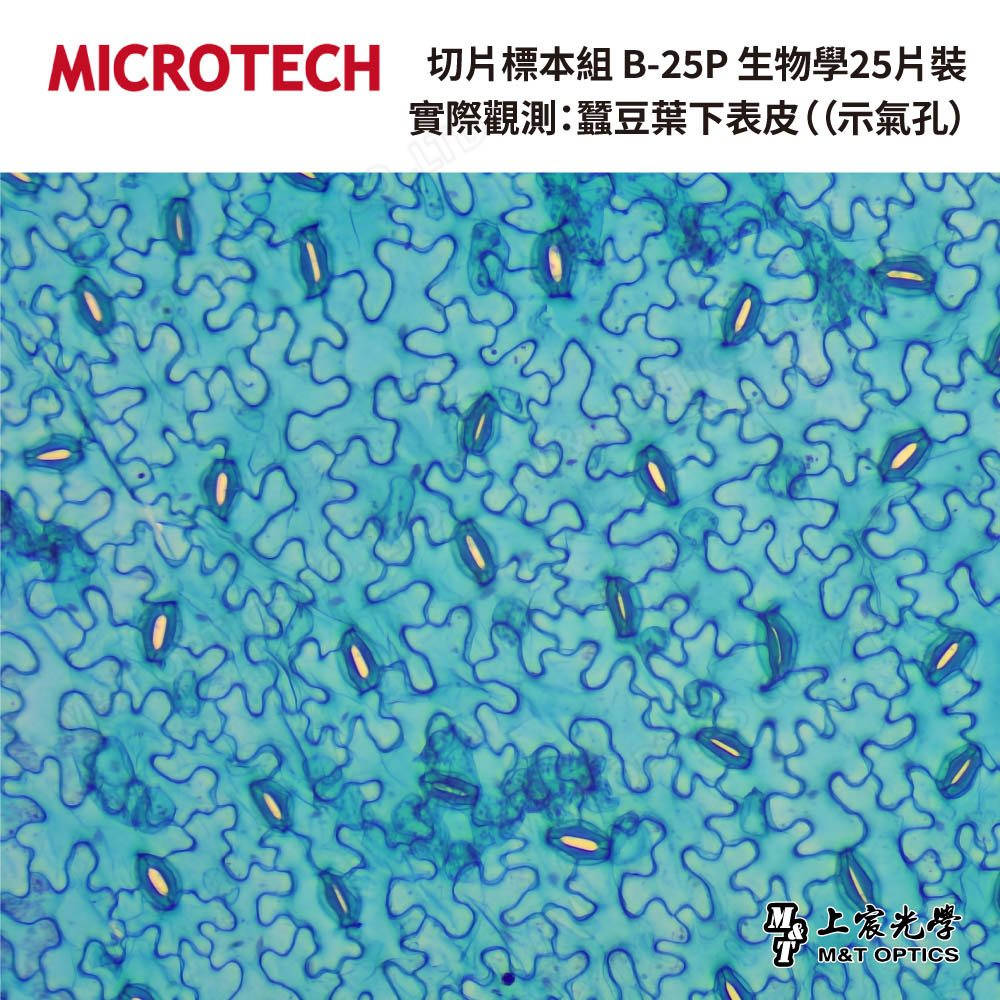 切片標本組 B-25P 生物學25片裝(含收納盒-繁體中文)
