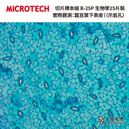 切片標本組 B-25P 生物學25片裝(含收納盒-繁體中文)