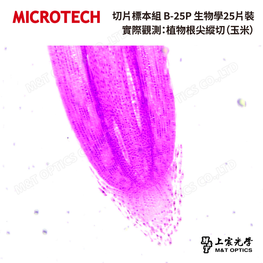 切片標本組 B-25P 生物學25片裝(含收納盒-繁體中文)