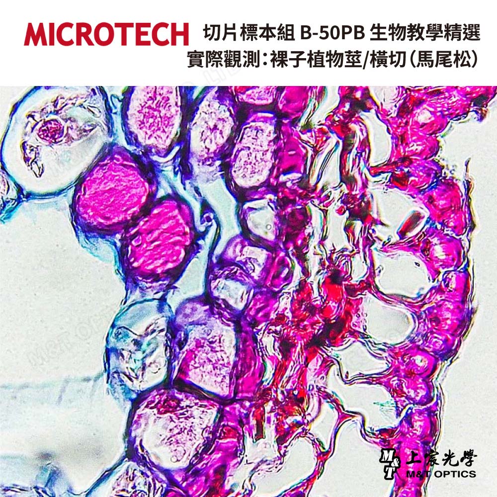 MICROTECH Fine Edition-Cell tissue teaching slide specimens-with illustrations for teaching 