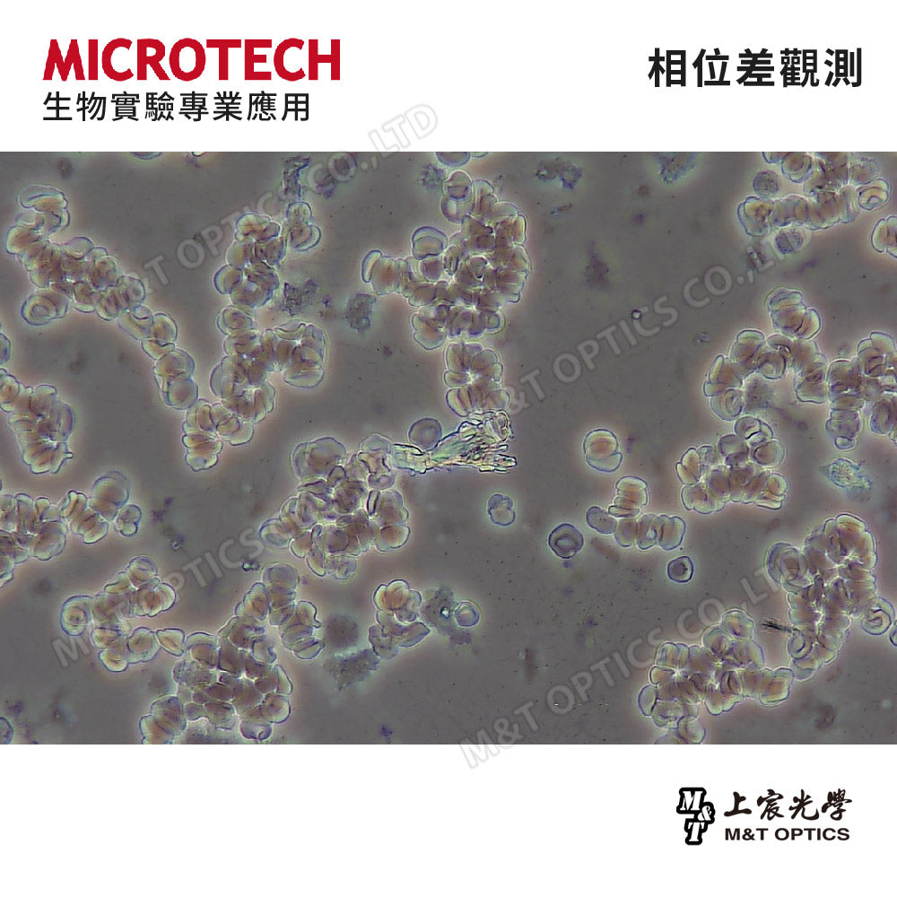 MICROTECH MX600-CT-PHP+U8 相位差三目生物顯微鏡-原廠保固一年