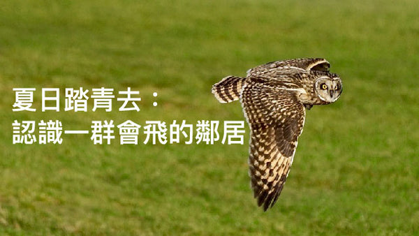 夏日踏青去：認識一群會飛的鄰居