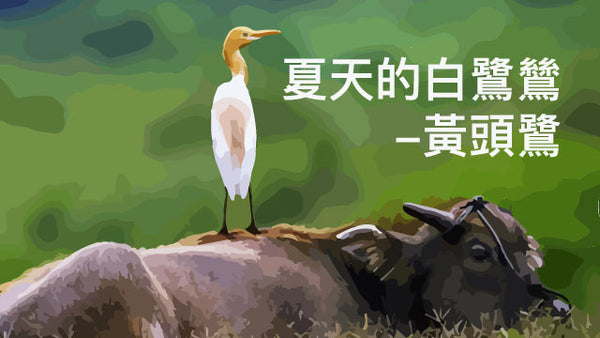 夏天的白鷺鷥：黃頭鷺