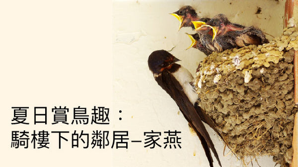 夏日賞鳥趣：騎樓下的鄰居-家燕