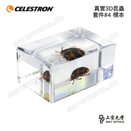 CELESTRON 真實3D昆蟲套件標本 - 上宸光學台灣總代理