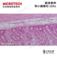 MICROTECH LX100 單目生物顯微鏡 - 公司貨保固