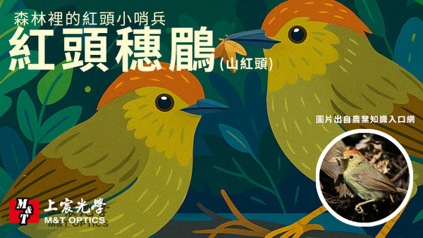 森林裡的紅頭小哨兵——紅頭穗鶥(山紅頭)