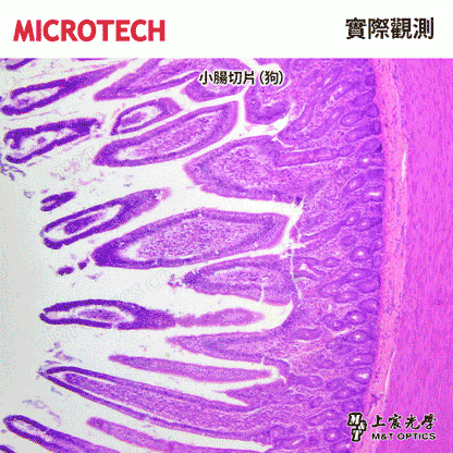 MICROTECH Fine Edition-Cell tissue teaching slide specimens-with illustrations for teaching 