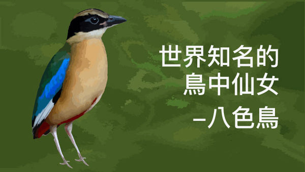 世界知名的鳥中仙女：八色鳥